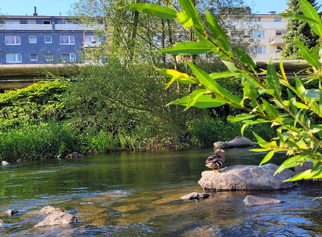 Ente sitzt auf einem Stein im Fluss Wupper