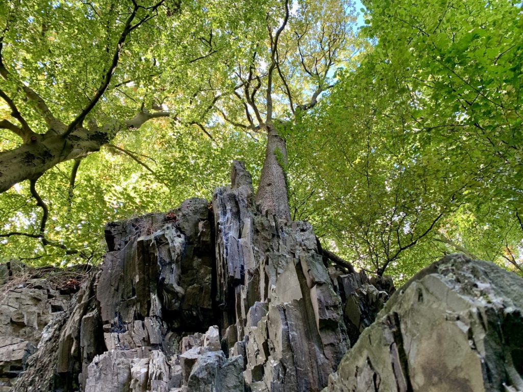 Felsen und Blick von unten in die Baumwipfel